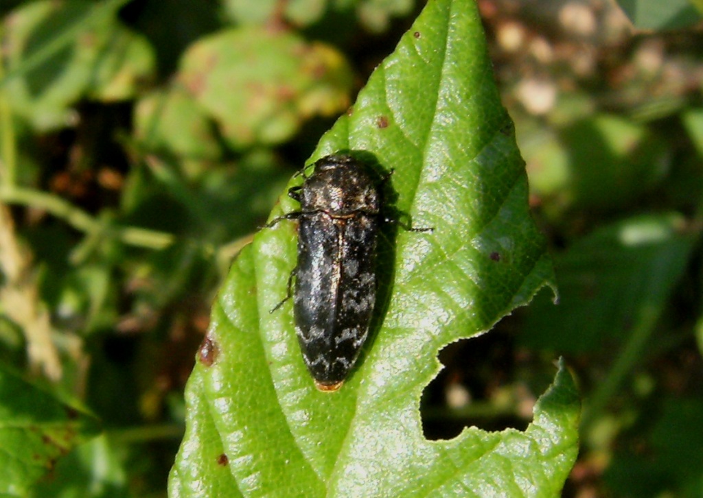 Coraebus rubi (Buprestidae) dai monti della Majella